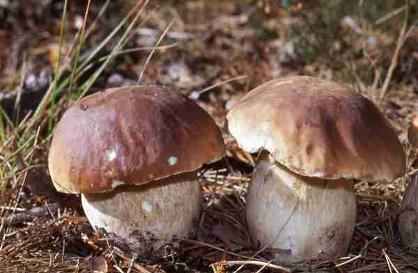  Image name: 36 Porcino.jpg 
 width: 600 pixel 
 height: 392 pixel 
 Size: 18798 bytes 
 Click to enlarge 